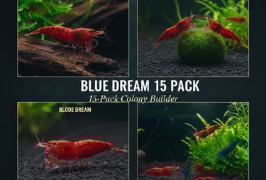 Bloody Mary 15-pack colony starter showing consistent deep red genetics.