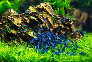 Blue Dream cherry shrimp with deep velvet blue saturation.