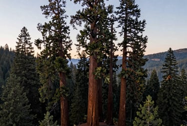Wide aerial landscape of Eugene, Oregon at dawn, with several ancient giant sequoias rising high above the general tree line. Serene and majestic mood, cool color palette.