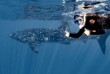 Nadando con el tiburón ballena en Australia