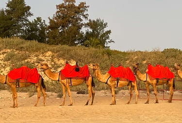 Camels on the beach in Broome WA