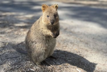 Quokka en Australia