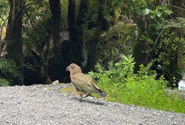 Kea en Fiordland National Park