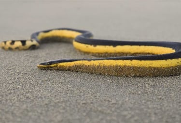 Serpiente marina amarilla Nueva Zelanda