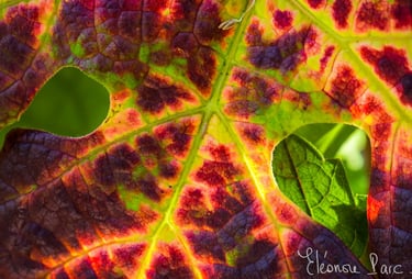 Série Feuille de Vin ref FV-01 ©Eléonore Parc