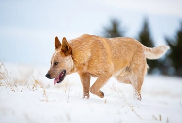 Comet - The Cattle Dog
