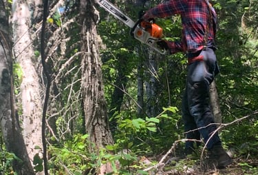 Revelstoke Brush Clearing Services