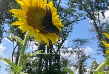 a butterfly resting on a sunflower