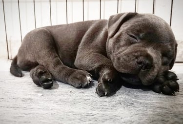 Staffordshire bull terrier Blue Allevamento pedigree enci