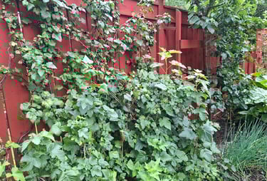 La clôture peinte en rouge naturel suédis couvert a ami de la végétation d'un potager
