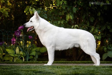 Ivan iz beloy brigady