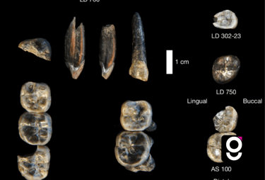 Nova espécie Australopithecus descoberta na Etiópia tem 2,6 milhões de anos