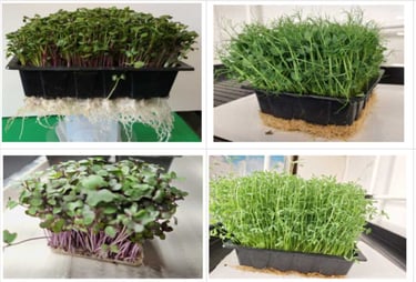 a picture of Early Greens microgreens nursery  produce