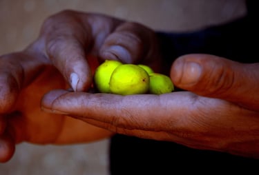 Noix d'Argan jeune avec pulpe verte