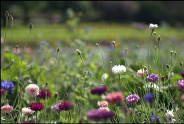 Flowers in Musselburgh community garden