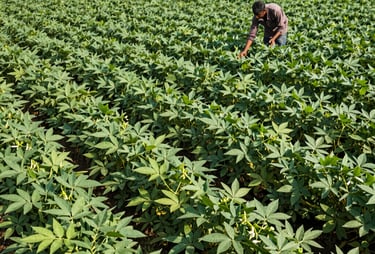 Sunlight filtering through green leaves of thriving crops in a field.