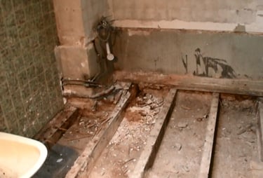 CJR AUDITS champignons lignivores les polypores des caves