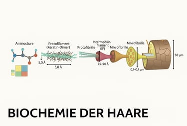 biochemical process of hair