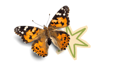 Elementos borboleta estrela