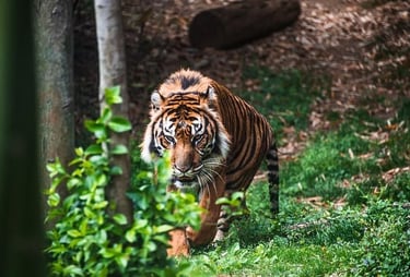 Bengal tiger symbol of Bangladesh rising economy