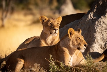 two lions resting on a rock formation