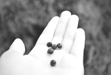 mano sosteniendo calayate fruta patagónica ancestral
