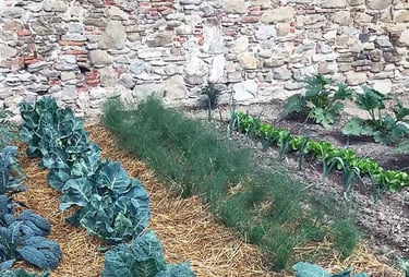 rows of vegetables in front of stone wall