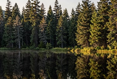 A wide angle photograph of a calm forest lake reflecting tall evergreen trees, North American / US wilderness at sunrise, serene and immersive.