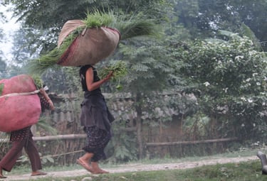 Tharu women returning home with grass for the animals