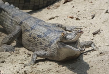 gharial of the Ganges near the Mohana River
