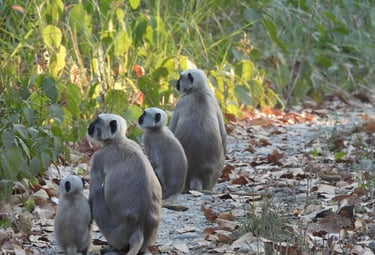langur family in Bardiya