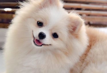criadero pomerania argentina venta cachorros