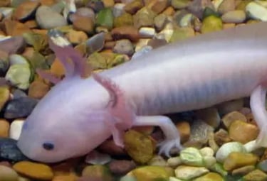axolote albino
