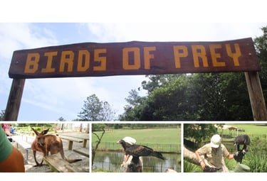 Animais durante o show das aves no Lone Pine Koala Sanctuary em Brisbane