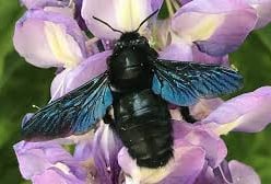 Abeille bleu