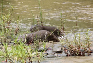 otters  fishing in Bardiya