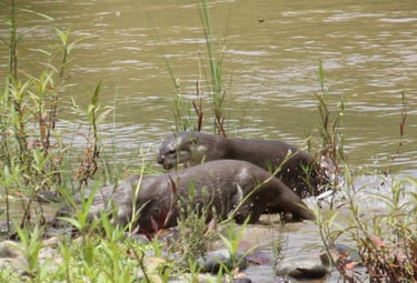 loutres cherchant leur repas dans le Parc National de Bardiya