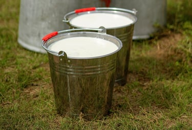 Fresh goat milk in metal pails on the grass beside large milk cans