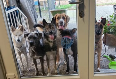 Mehrere Hunde vor einer Tür. Gruppentraining für Sozialverhalten und Grundgehorsam
