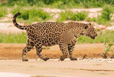 Pregnant jaguar walking on the rivers margin