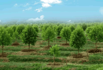 a field with a few trees and a blue sky