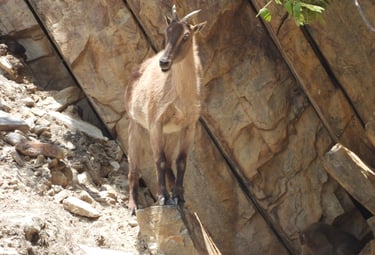Goral in Dolpo