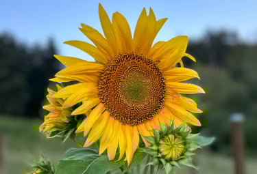 Actions pour l'écologie dans les Vosges