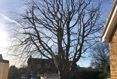 Dead-wooding and crown thinning work on a mature tree at a domestic property in County Durham.