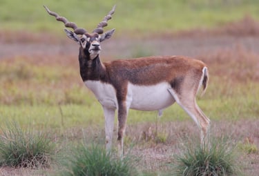 Black-buck in Khairapur reserve