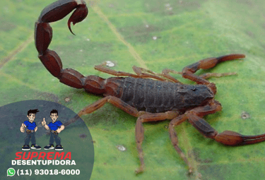escorpião