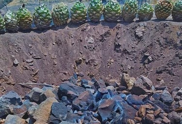 proceso del mezcal