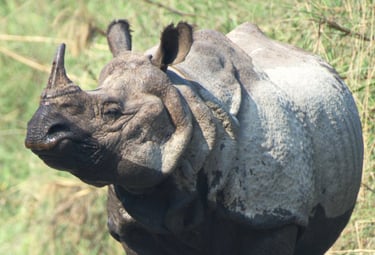rhinoceros