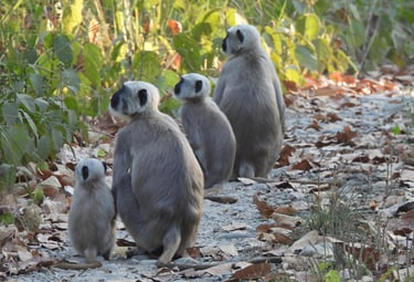 langurs en famille dans le Parc National de Bardiya