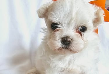 puppy rental